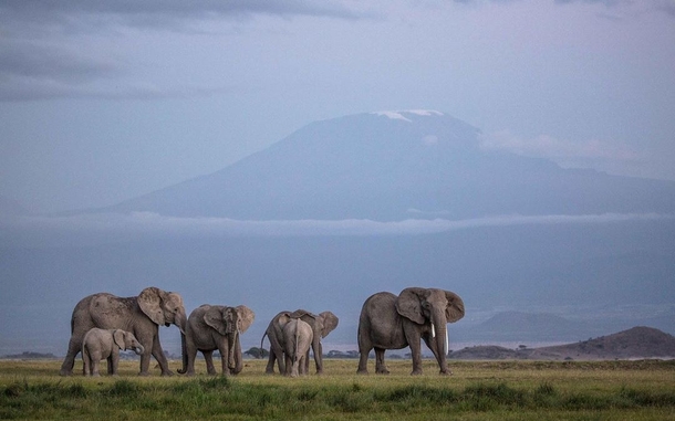 Elephants on the Serengeti
