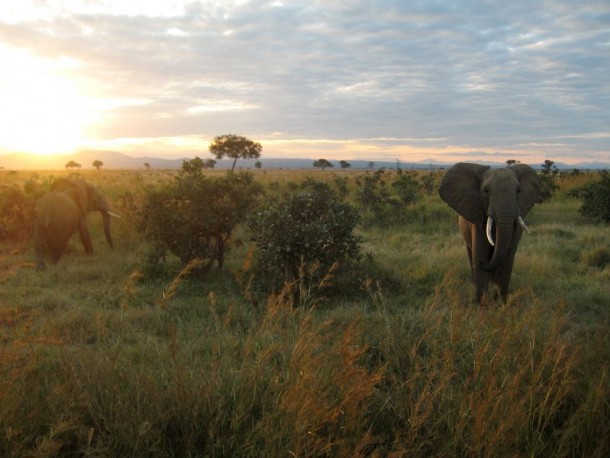 Elephants Tanzania 