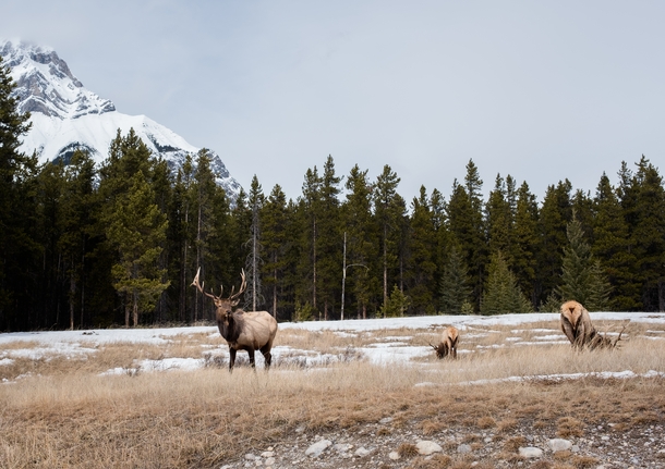 Elk grazing in the early spring Banff Canada