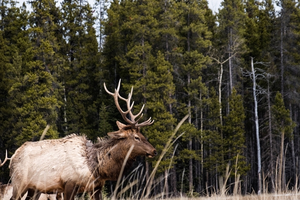 Elk molting in Banff national park