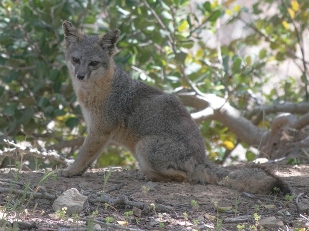 Endangered Catalina Fox - smaller than an average housecat 