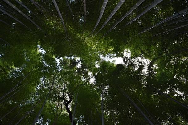 Engulfed in bamboo at Arashiyama - Kyoto Japan 