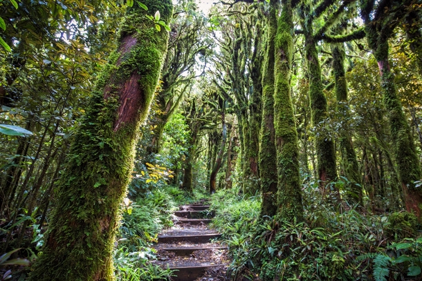 Enter the Goblin Forest Eggmont National Park NZ 