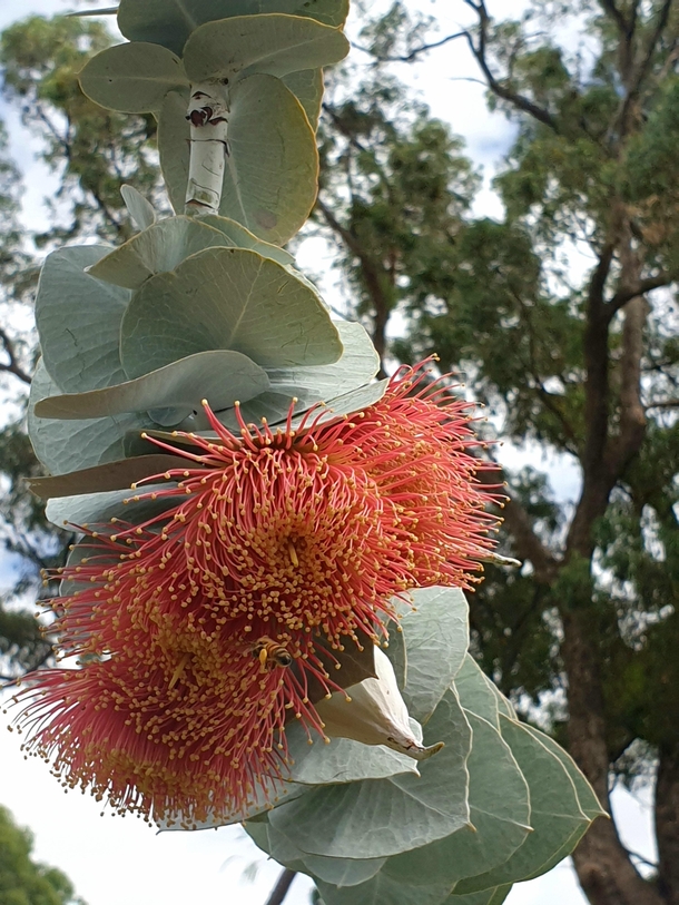 Eucalyptus macrocarpa Featuring native bee