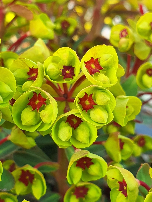 Euphorbia Spurge Tiny Tim