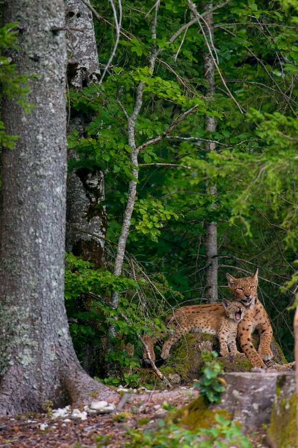 Eurasian lynx and kitten Laurent Geslin 