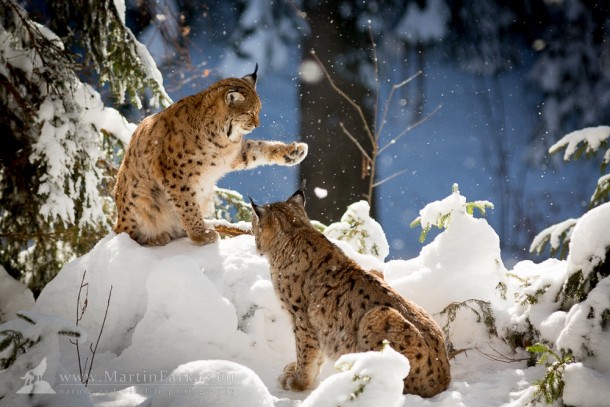 Eurasian lynx Lynx lynx 