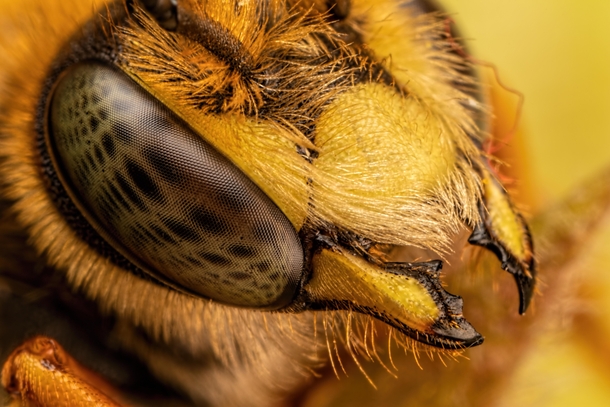 European Wool Carder Bee 