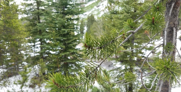 Evergreens on Monarch Lake Trail Granby CO 