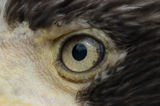 Eye Of A Stellers Sea Eagle 