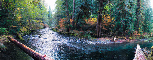 Fall colors along a creek near Shower Creek Falls Oregon 
