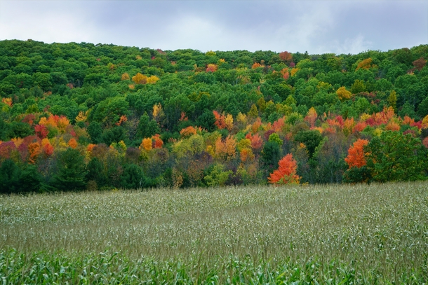 Fall colors of Upstate NY 