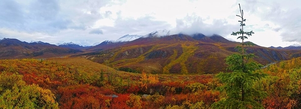 Fall Colours on the Dempster Highway Yukon x