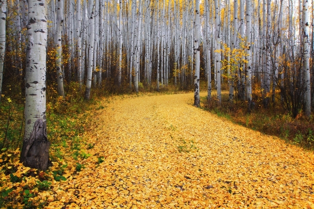 Fall comes to an Aspen forest near Snowmass Colorado 