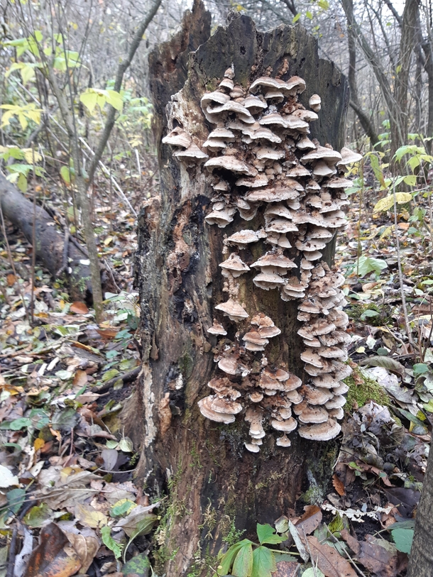 Fall fungus Wildwood Conservation Area near Stratford Ontario Canada 