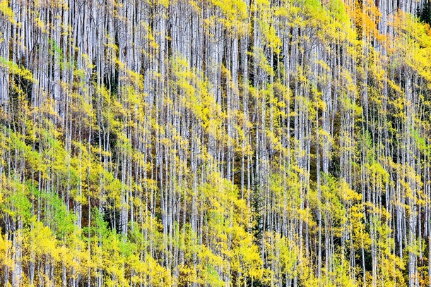Fall popping in Ashcroft CO near Aspen taken last weekend I really tried to focus in on smaller groves to show their complexity in texture and spacing  OC