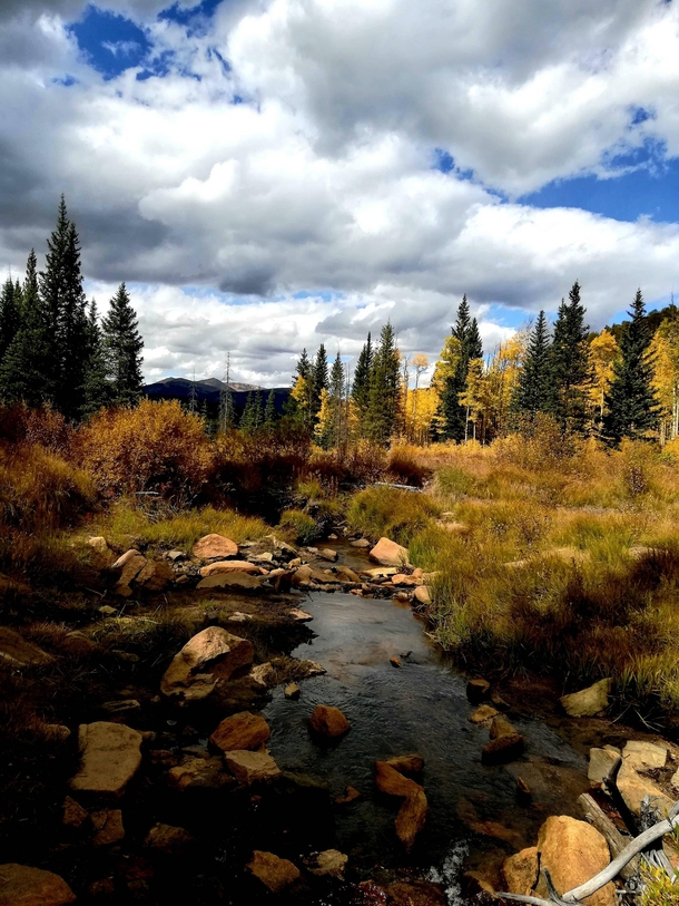 Fall turns the Aspen tree leaves bright yellow and its breathtaking Kenosha Pass Colorado OC  x 
