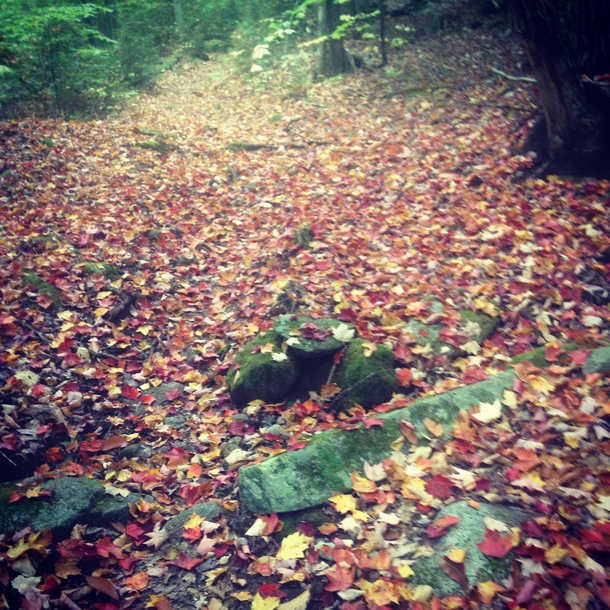Fallen leaves in Vermont along the Appalachian Trail 