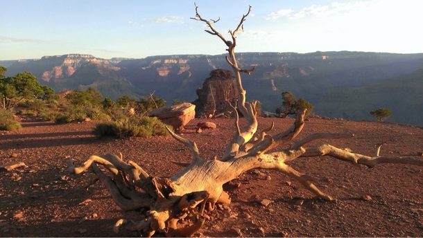 Fallen tree in the Grand Canyon Grand Canyon Arizona 
