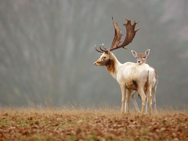 Fallow Deer England 