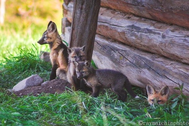 Family of Foxes 