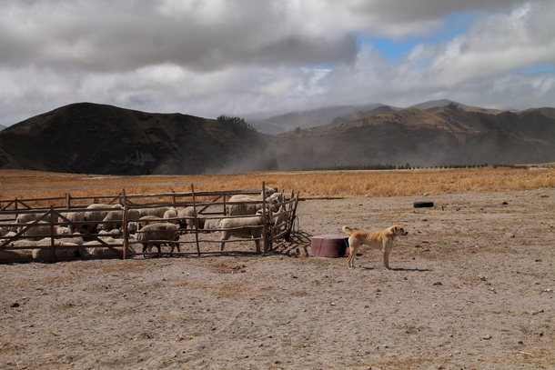 Farm life in the Ecuadorian Andes - dog amp ewes 