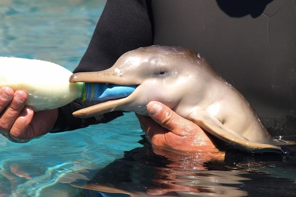 Feeding a Beautiful Baby Dolphin 