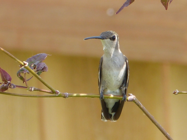 Female Black-chinned Hummingbird 