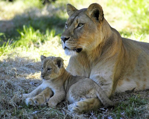 Female lion and her cub 