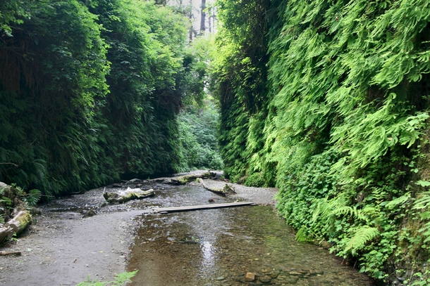 Fern Canyon or Jurassic Park  I use to do my long runs here in college Great place to run