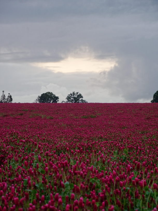 Field of Crimson Clover Oregon USA 