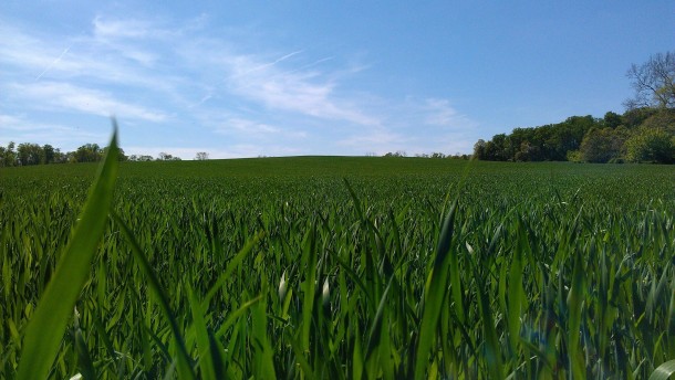 Field of green 