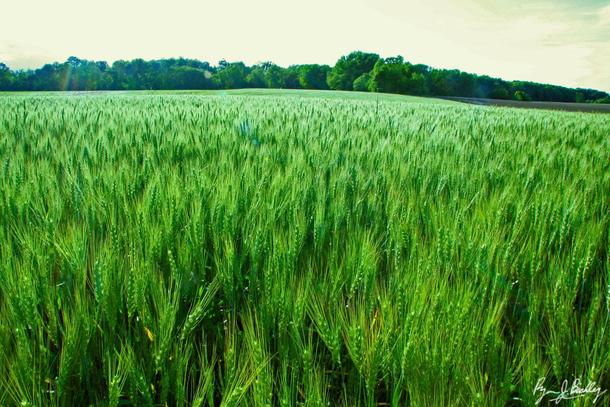 Field of winter wheat on Marylands Eastern Shore 