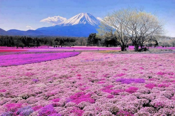 Fields near Mount Fuji Japan 