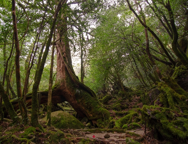 Finally got to visit the forests of Yakushima Japan which inspired the setting of the movie Princess Mononoke OC 
