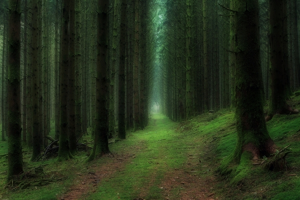 Fir forest in the French Vosges 
