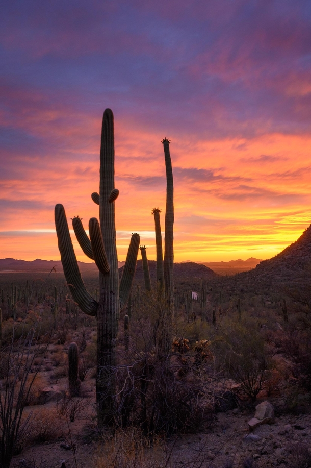 Firey desert sunsets never get old Saguaro National Park  andrewsantiago_
