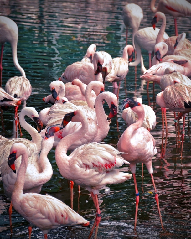 Flamingos at Jurong Park 