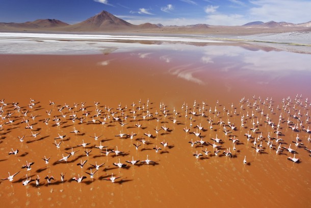 Flamingos in Laguna Colorada Red Lagoon Bolivia 