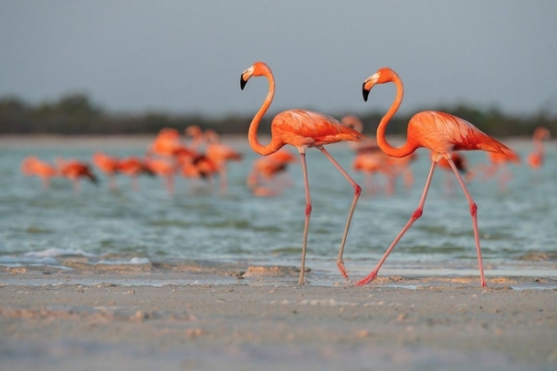 Flamingos Photo credit to Hao Jiang