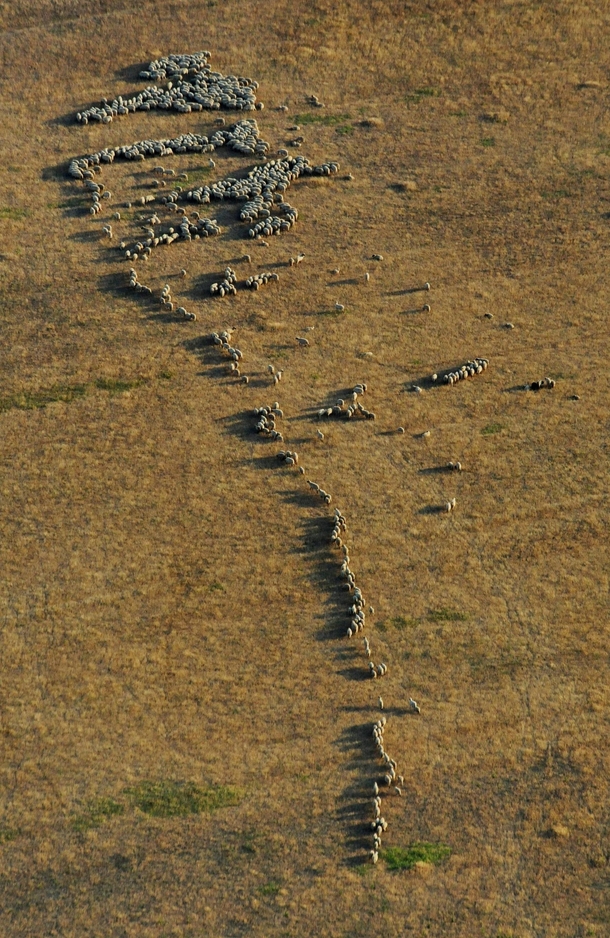 Flock of sheep in Dobrogea 