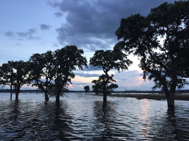 Flooded oak trees at Canyon Lake TX 