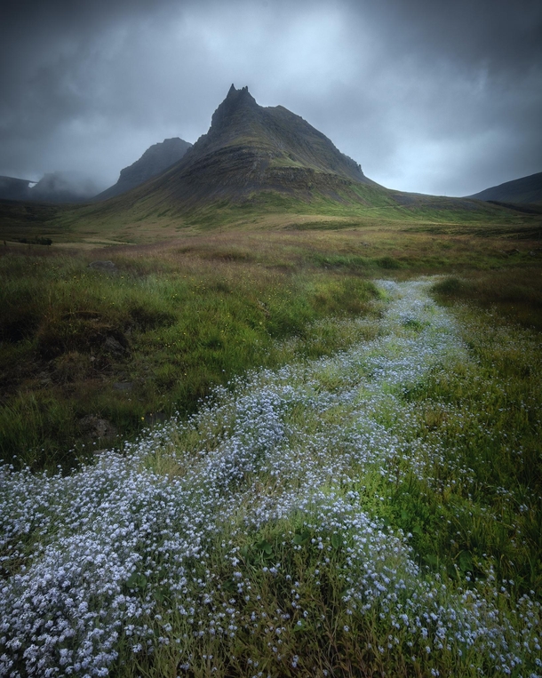 Flower path Westfjords Iceland 