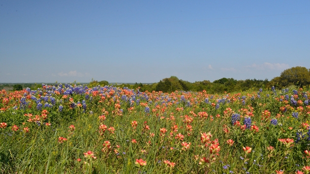 Flowering fields near Llano Texas 