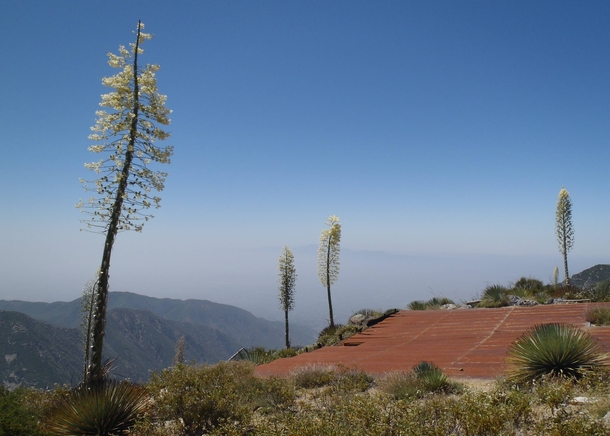 Flowering yucca stalks on a mountain summit 