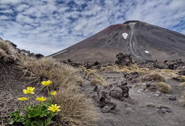 Flowers at the base of volcanic Mount Ngauruhoe New Zealand AKA Mount Doom from Lord of the Rings 