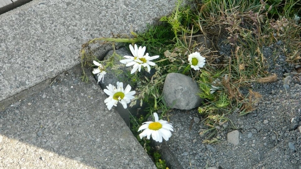 Flowers in Iceland 