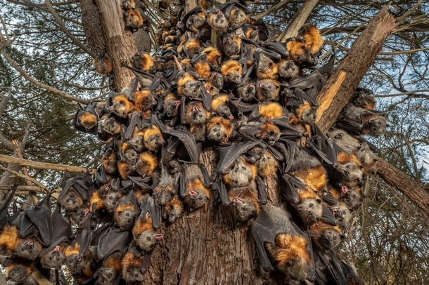 Flying foxes descend from the safety of the tree canopy due to extreme temperatures in Melbourne Australia