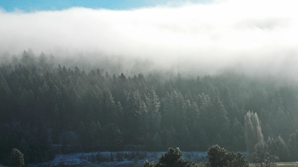 Fog over a forest near Spokane Washington 