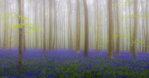 Foggy Bluebells by Adrian Popan photo taken in Belgium 